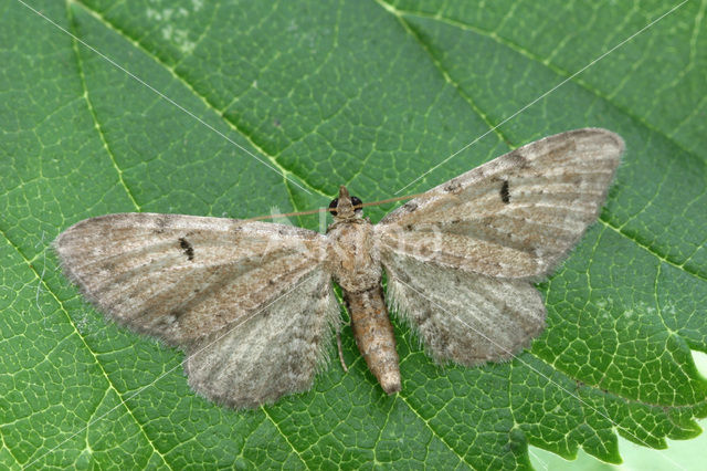 Ochreous Pug (Eupithecia indigata)