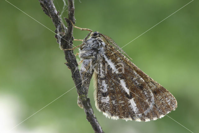 Bordered White (Bupalus piniaria)
