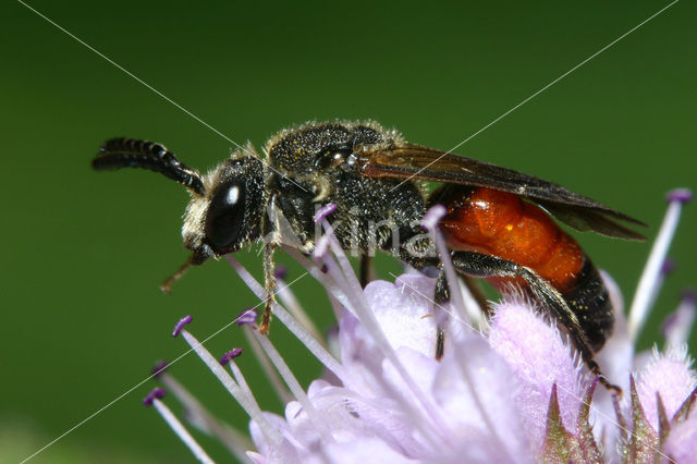 Dikkopbloedbij (Sphecodes monilicornis)