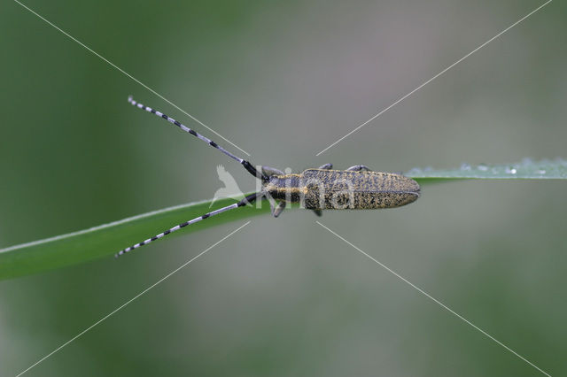 Golden-bloomed Grey longhorn (Agapanthia villosoviridescens)