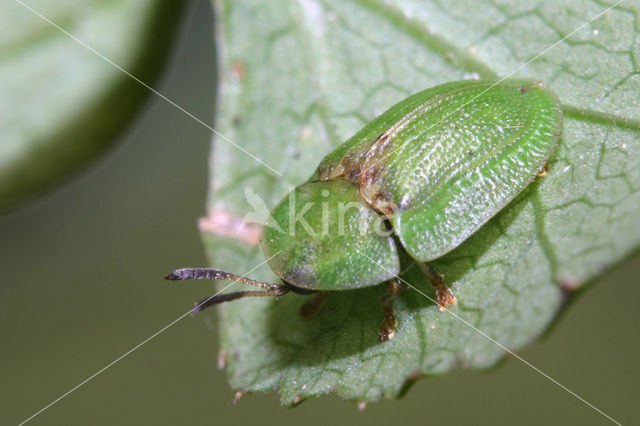 Thistle Tortoise Beetle (Cassida rubiginosa)