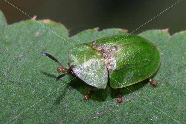 Thistle Tortoise Beetle (Cassida rubiginosa)