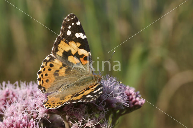 Distelvlinder (Vanessa cardui)