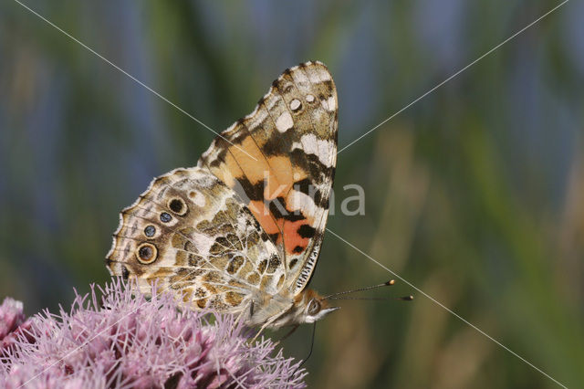 Distelvlinder (Vanessa cardui)