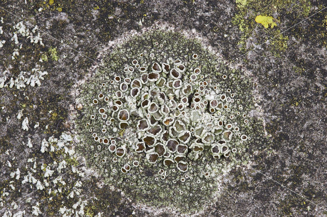 rim lichen (Lecanora horiza)