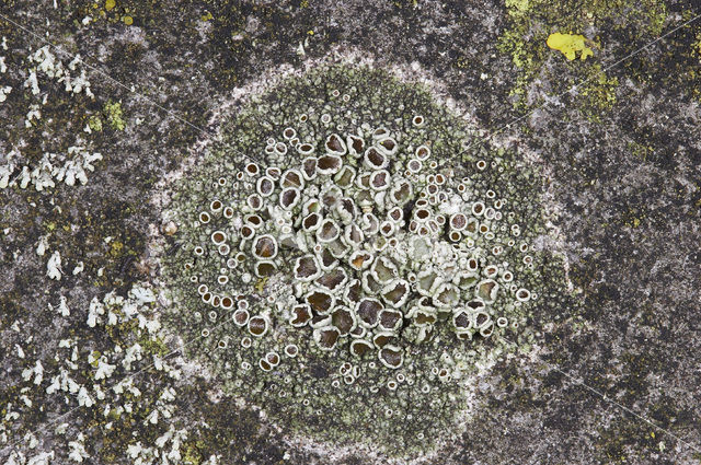 Donkere schotelkorst (Lecanora horiza)