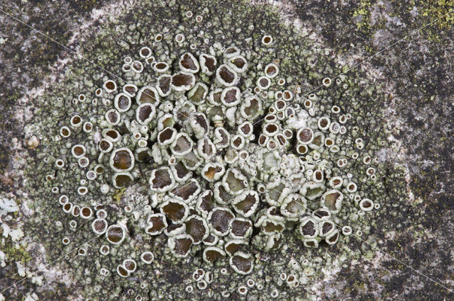 Donkere schotelkorst (Lecanora horiza)