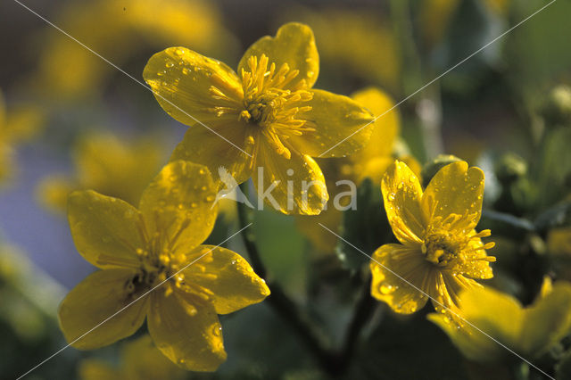 Dotterbloem (Caltha palustris)