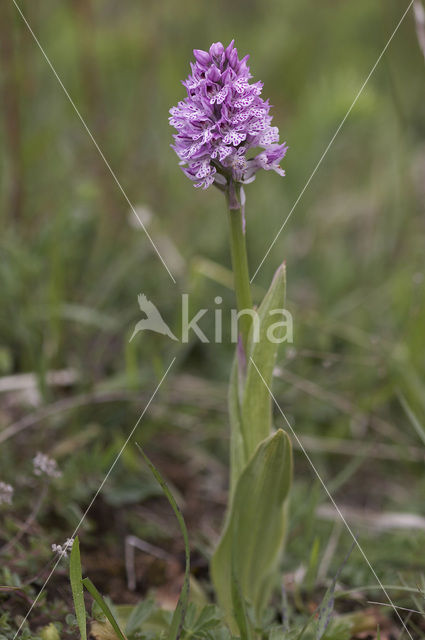 Drietandorchis (Neotinea tridentata)