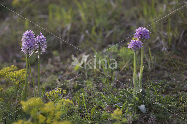 three-toothed orchid (Neotinea tridentata)