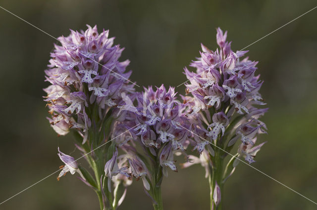 three-toothed orchid (Neotinea tridentata)