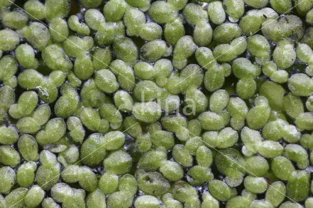 Least Duckweed (Lemna minuta)