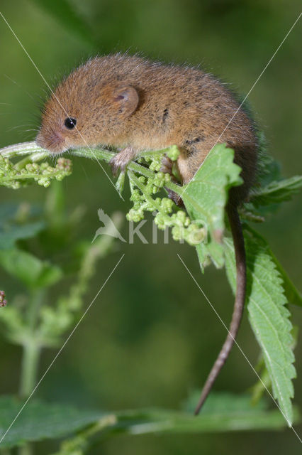 Dwergmuis (Micromys minutus)