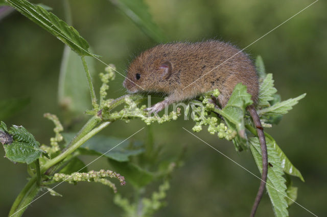 Harvest Mouse (Micromys minutus)