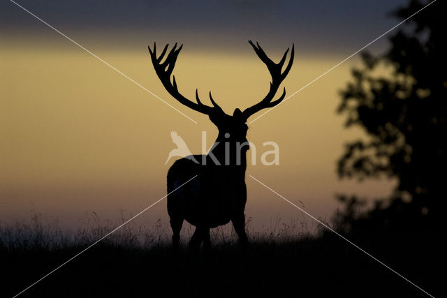Red Deer (Cervus elaphus)