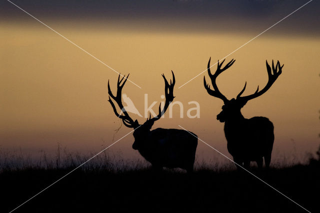 Red Deer (Cervus elaphus)