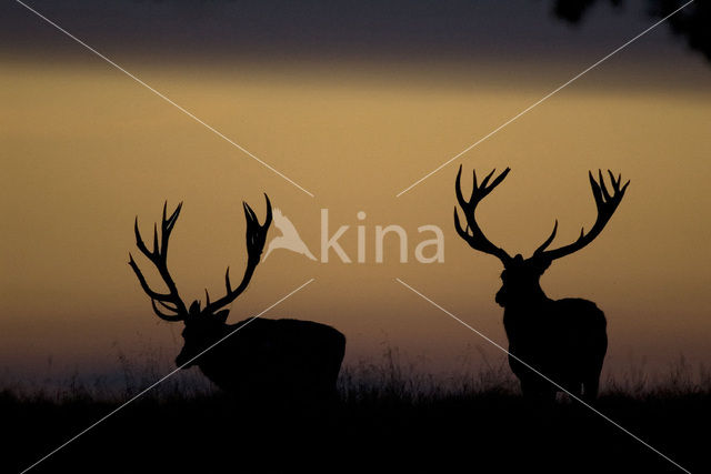Red Deer (Cervus elaphus)