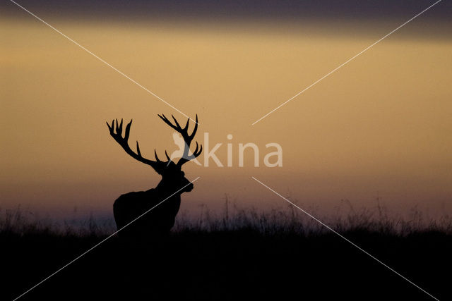 Red Deer (Cervus elaphus)