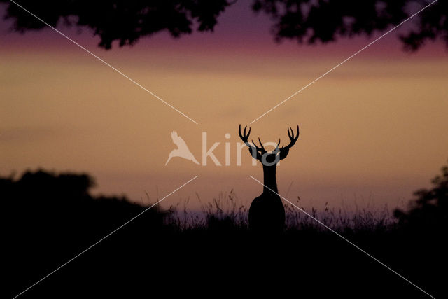 Red Deer (Cervus elaphus)