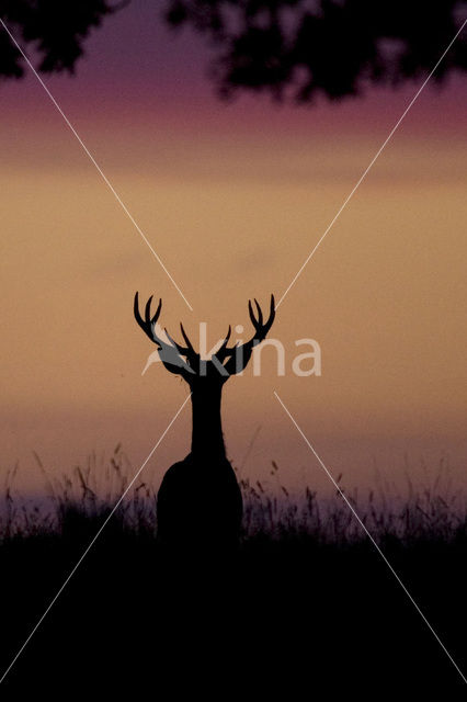 Red Deer (Cervus elaphus)