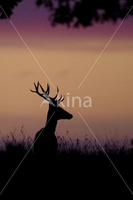 Red Deer (Cervus elaphus)