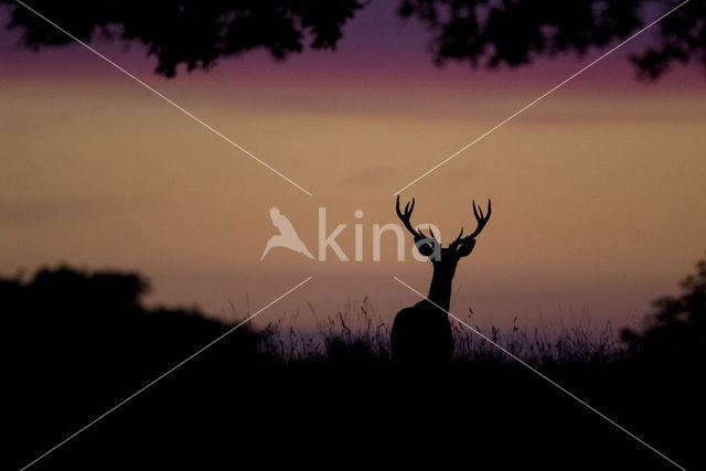 Red Deer (Cervus elaphus)