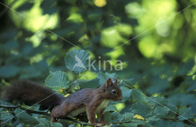 Eekhoorn (Sciurus vulgaris)