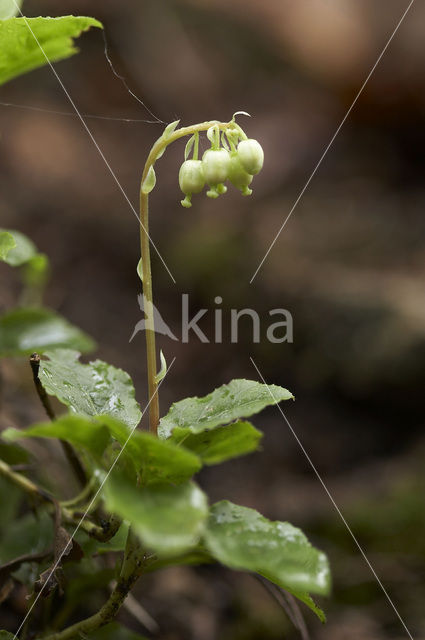Toothed Wintergreen (Orthilia secunda)