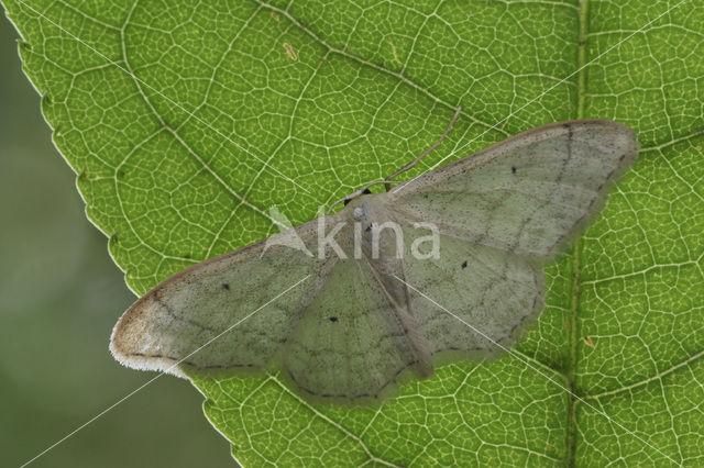 Egale stipspanner (Idaea straminata)