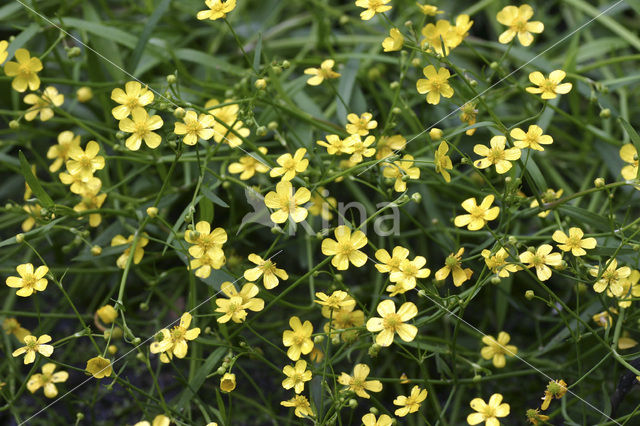 Egelboterbloem (Ranunculus flammula)