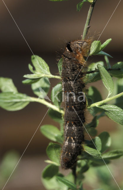 the Lappet (Gastropacha quercifolia)