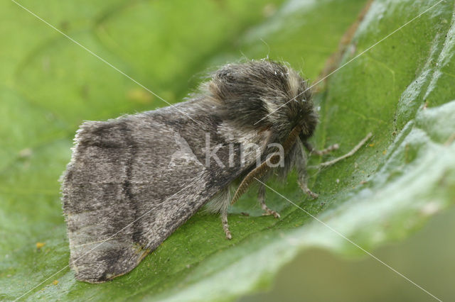 Oak processionary moth (Thaumetopoea processionea)