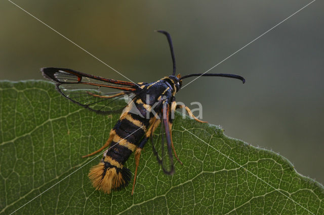 Yellow-legged Clearwing (Synanthedon vespiformis)