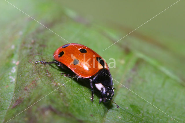11-spot ladybird