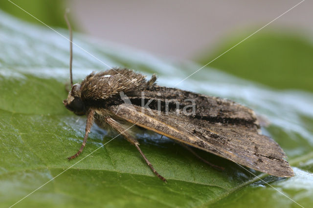 Alder Moth (Acronicta alni)