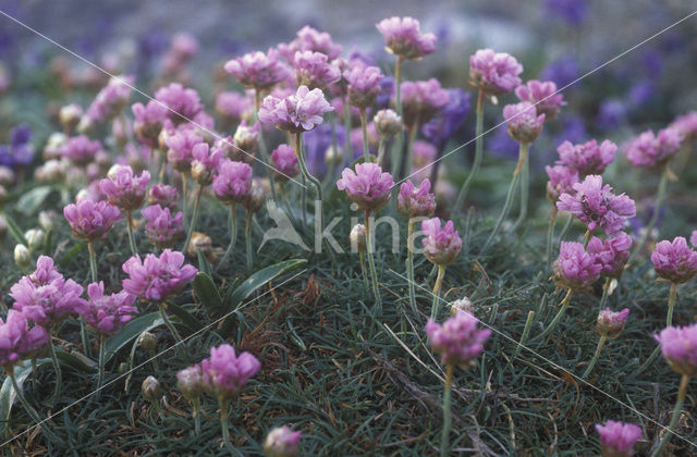 Thrift seapink (Armeria maritima)