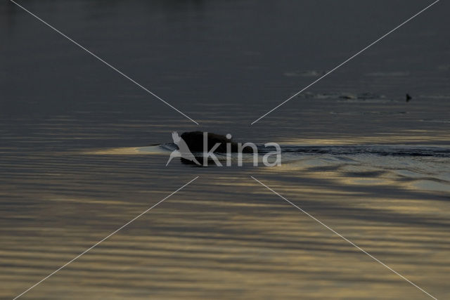 Europese bever (Castor fiber)