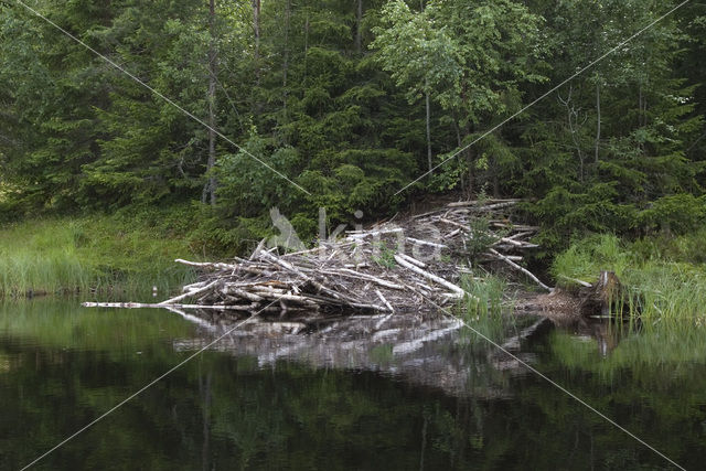 Europese bever (Castor fiber)