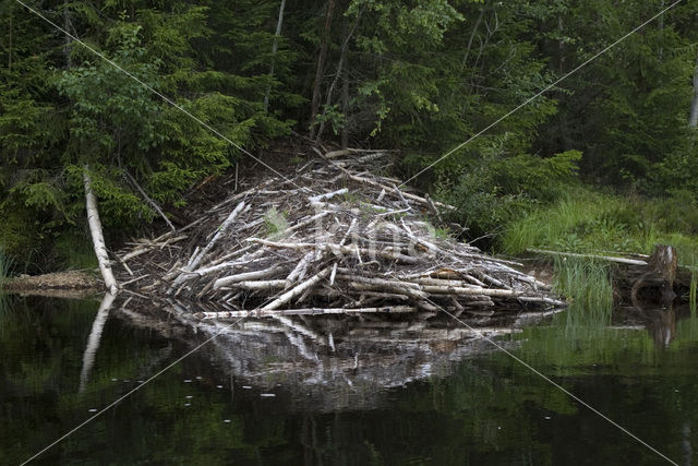 Eurasian beaver (Castor fiber)