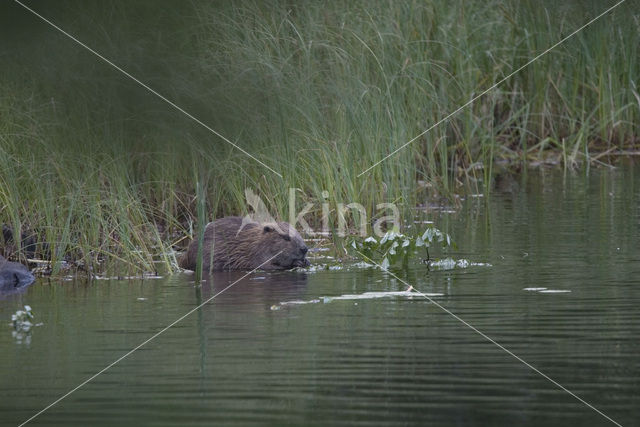 Europese bever (Castor fiber)