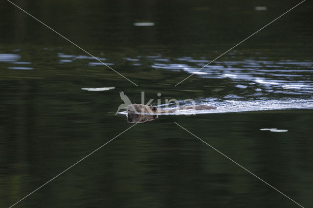 Europese bever (Castor fiber)