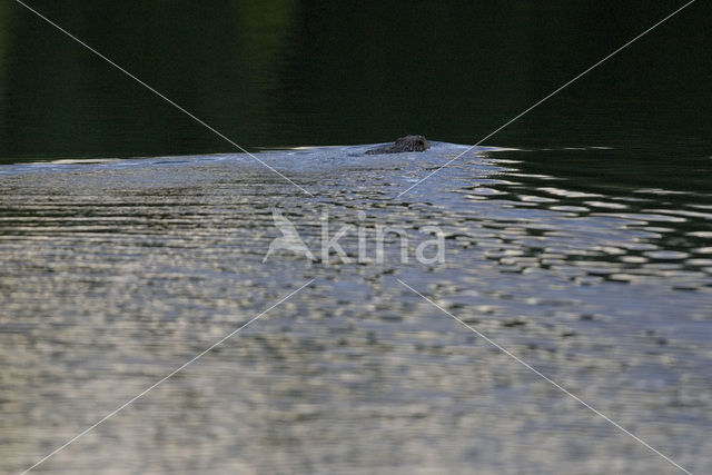 Eurasian beaver (Castor fiber)