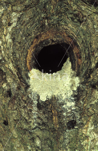 Eurasian Nuthatch (Sitta europaea)