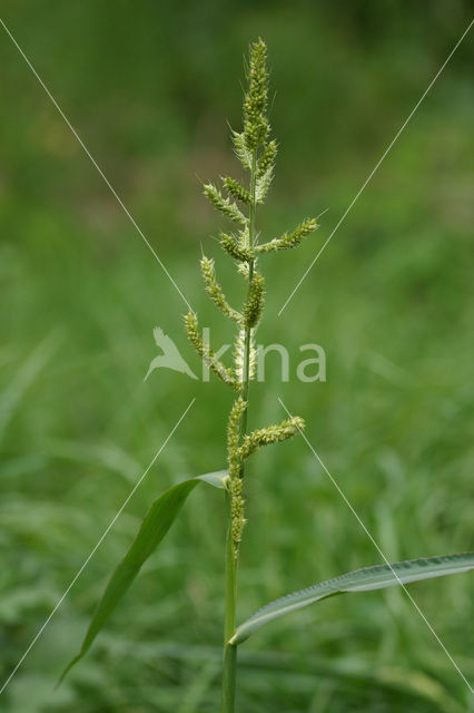 Cockspur (Echinochloa crus-galli)
