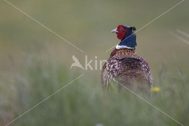 Ring-necked Pheasant (Phasianus colchicus)