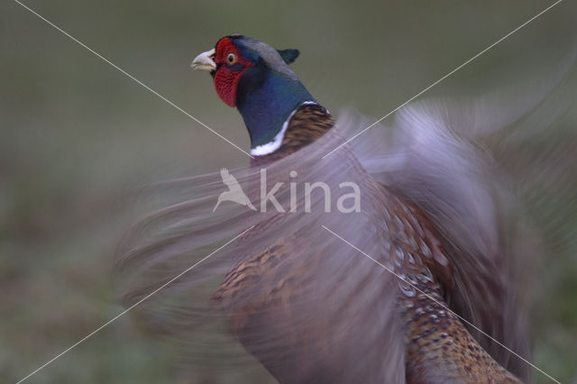 Ring-necked Pheasant (Phasianus colchicus)