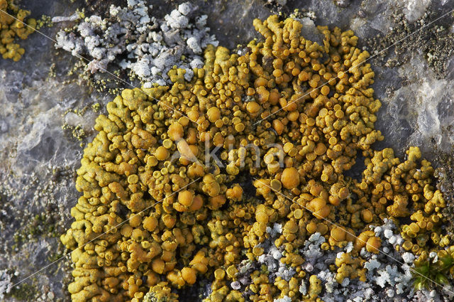 orange lichen (Caloplaca thallincola)