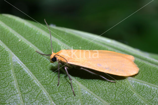 Geel beertje (Eilema sororcula)