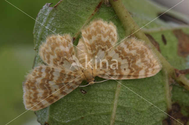 Small Yellow Wave (Hydrelia flammeolaria)
