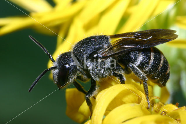 cuckoo bee (Stelis punctulatissima)